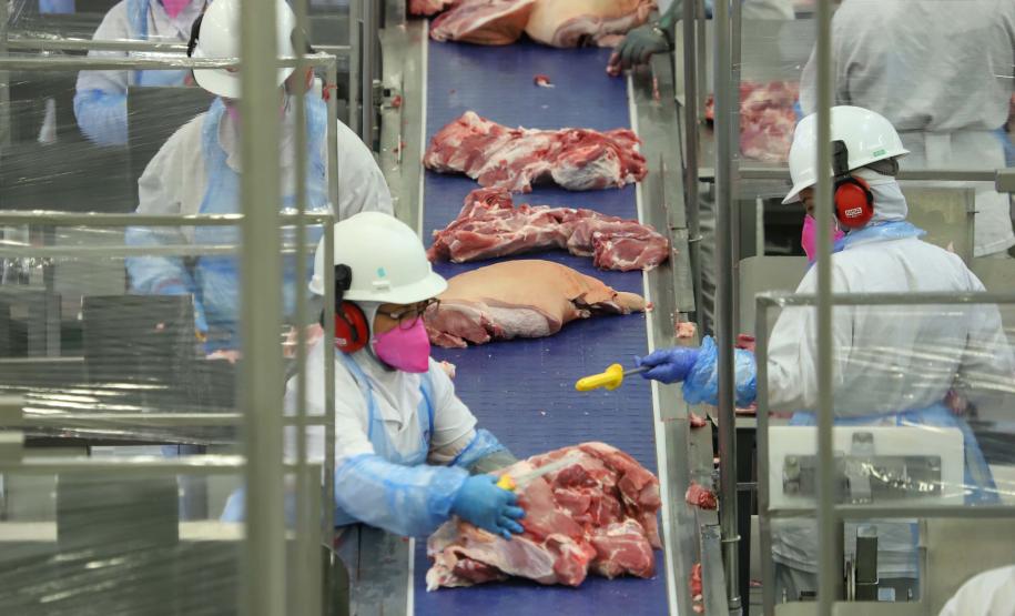 Paraná alcança maior participação na produção nacional de suínos na história