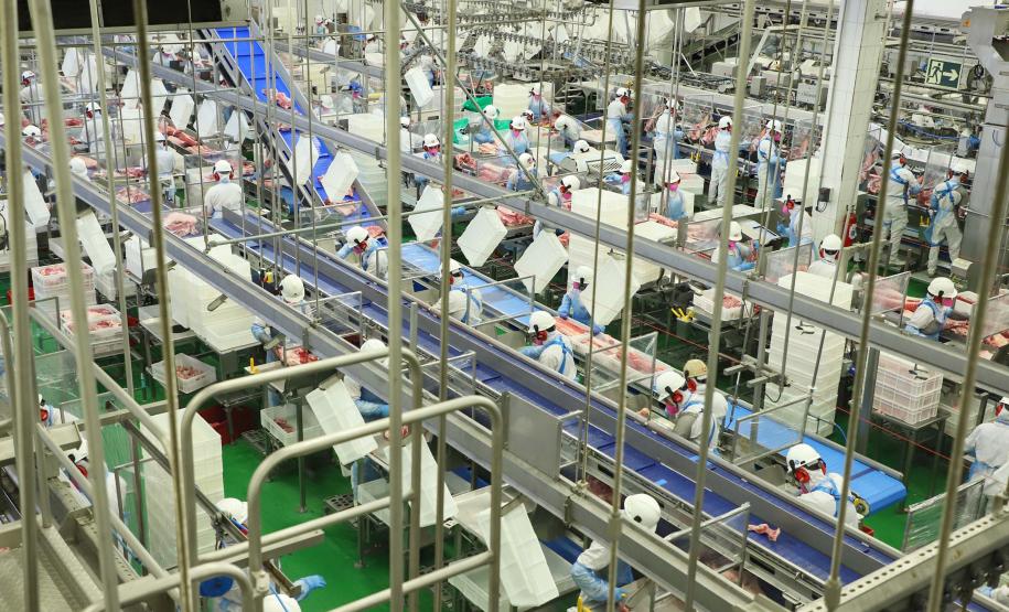 Paraná alcança maior participação na produção nacional de suínos na história