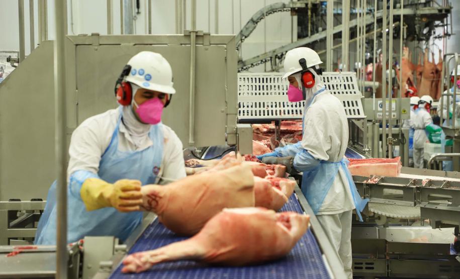 Paraná alcança maior participação na produção nacional de suínos na história