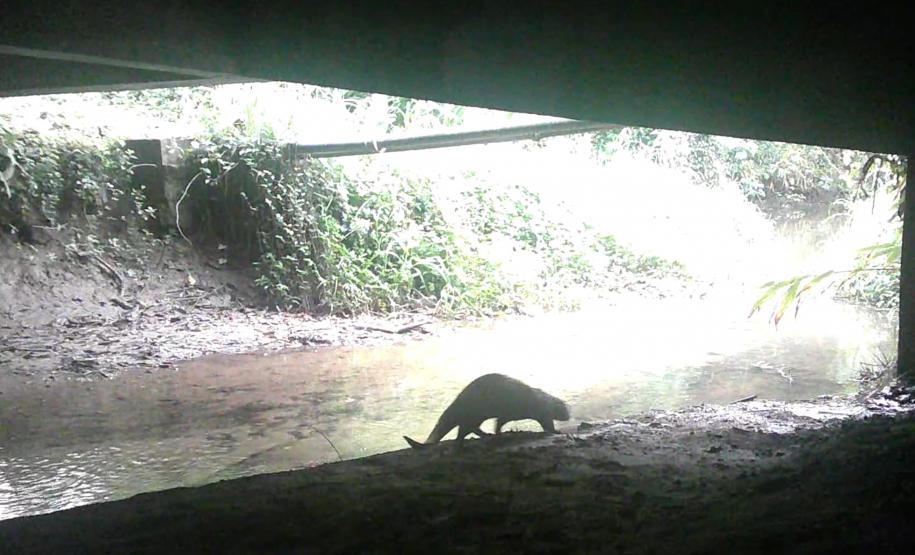 2 mil toneladas de aço, sapo raro e muito gelo na obra: as curiosidades da Ponte de Guaratuba