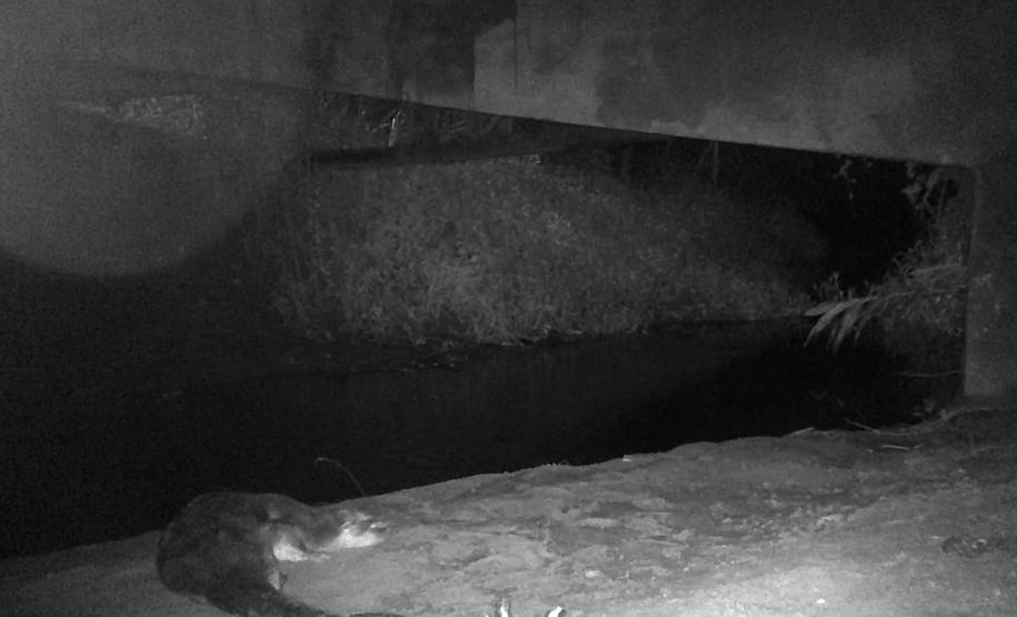 2 mil toneladas de aço, sapo raro e muito gelo na obra: as curiosidades da Ponte de Guaratuba