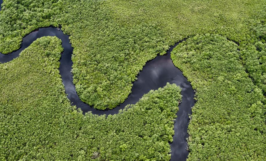 Paraná reduziu em 95% o desmatamento ilegal da Mata Atlântica entre 2021 e 2024, de acordo com dados do Instituto Água e Terra Foto: Denis Ferreira Netto/SEDEST-PR
