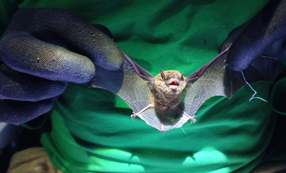 2 mil toneladas de aço, sapo raro e muito gelo na obra: as curiosidades da Ponte de Guaratuba