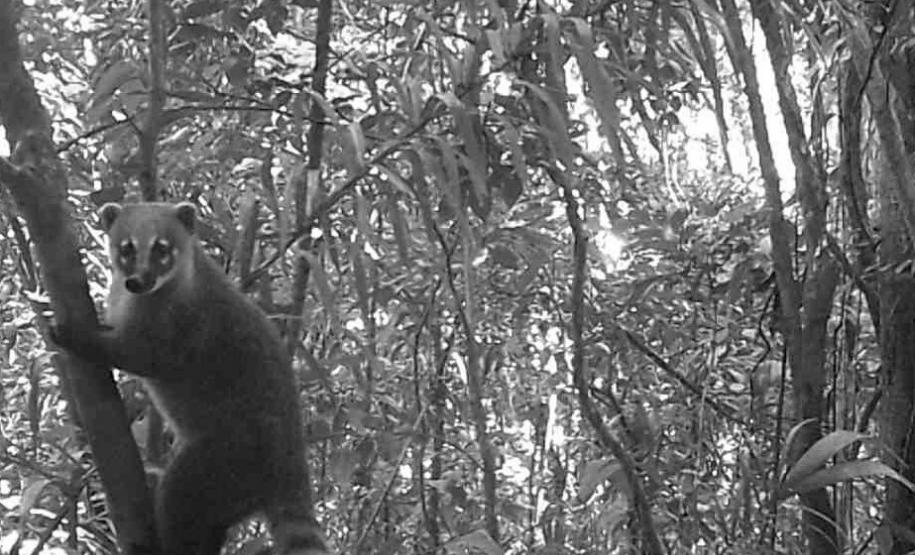 2 mil toneladas de aço, sapo raro e muito gelo na obra: as curiosidades da Ponte de Guaratuba