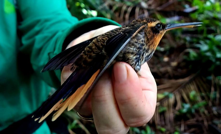 2 mil toneladas de aço, sapo raro e muito gelo na obra: as curiosidades da Ponte de Guaratuba