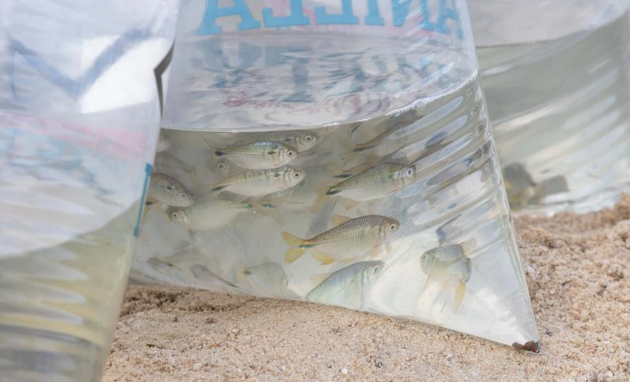 Curitiba, 20 de março de 2025 - O governador Carlos Massa Ratinho Junior participa da soltura de peixes no Parque Passauna, dentro do programa Rio Vivo. Foto: Roberto Dziura Jr/AEN