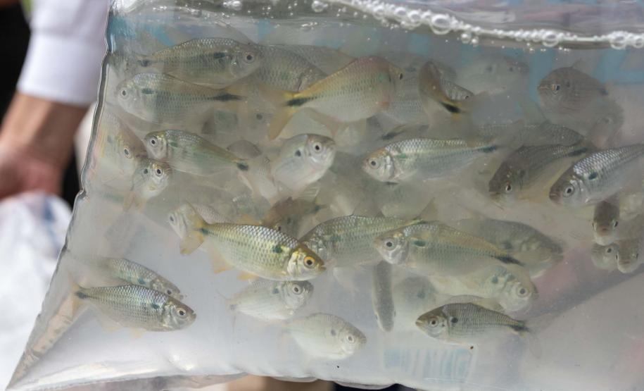Curitiba, 20 de março de 2025 - O governador Carlos Massa Ratinho Junior participa da soltura de peixes no Parque Passauna, dentro do programa Rio Vivo. Foto: Roberto Dziura Jr/AEN