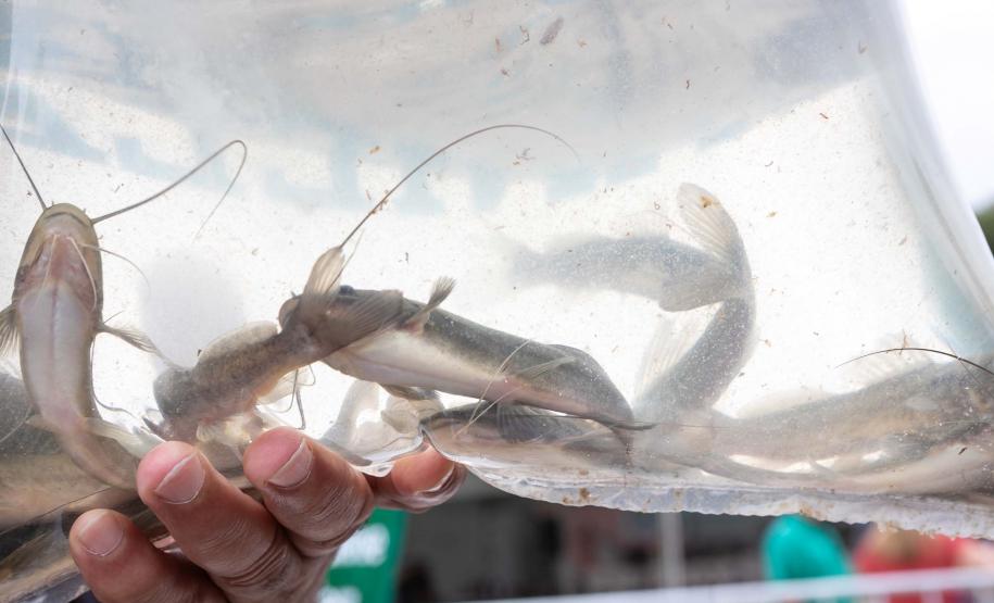 Curitiba, 20 de março de 2025 - O governador Carlos Massa Ratinho Junior participa da soltura de peixes no Parque Passauna, dentro do programa Rio Vivo. Foto: Roberto Dziura Jr/AEN