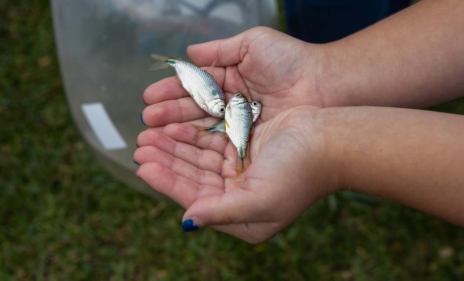 Curitiba, 20 de março de 2025 - O governador Carlos Massa Ratinho Junior participa da soltura de peixes no Parque Passauna, dentro do programa Rio Vivo. Foto: Roberto Dziura Jr/AEN