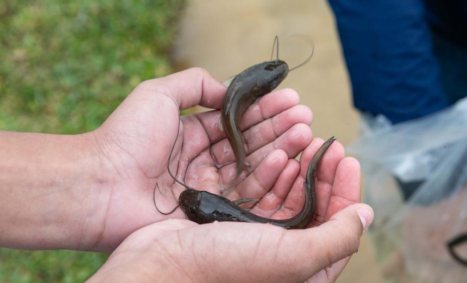 Curitiba, 20 de março de 2025 - O governador Carlos Massa Ratinho Junior participa da soltura de peixes no Parque Passauna, dentro do programa Rio Vivo. Foto: Roberto Dziura Jr/AEN