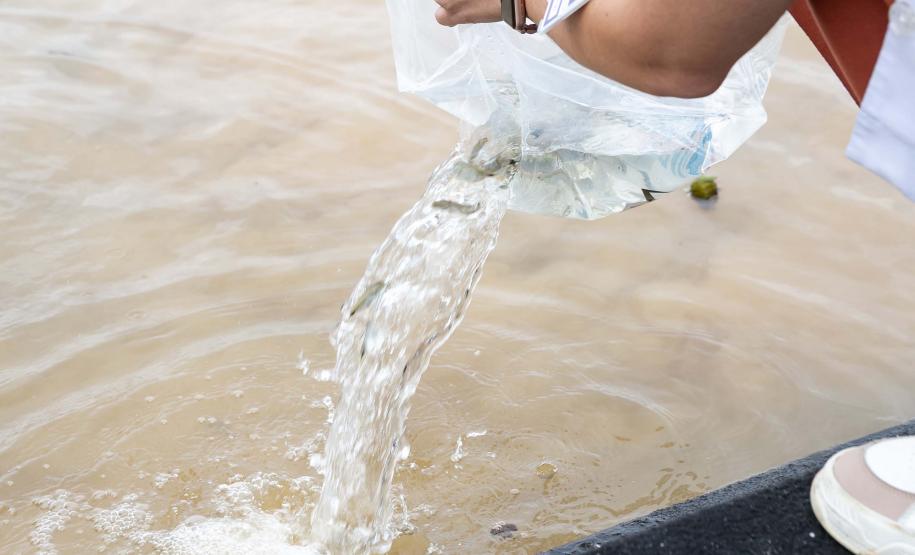 Curitiba, 20 de março de 2025 - O governador Carlos Massa Ratinho Junior participa da soltura de peixes no Parque Passauna, dentro do programa Rio Vivo. Foto: Roberto Dziura Jr/AEN