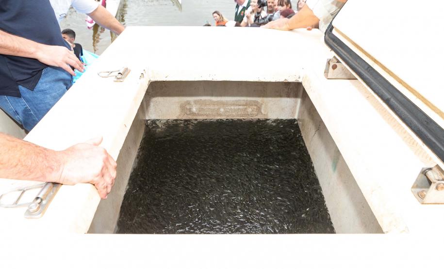 Curitiba, 20 de março de 2025 - O governador Carlos Massa Ratinho Junior participa da soltura de peixes no Parque Passauna, dentro do programa Rio Vivo. Foto: Roberto Dziura Jr/AEN