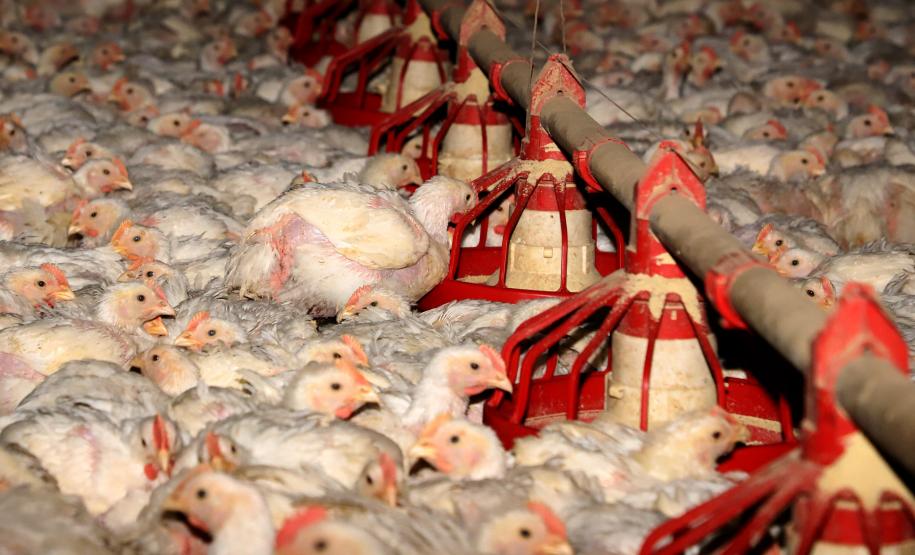 Supermercado do mundo: Paraná exporta mais alimentos que países como Japão, Portugal e Coreia do Sul