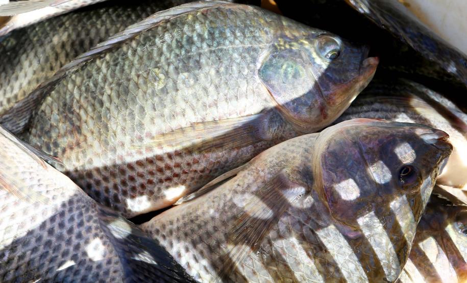 Receita na exportação de pescados do Paraná cresce mais de 4.600% em cinco anos Foto: Jaelson Lucas/Arquivo AEN