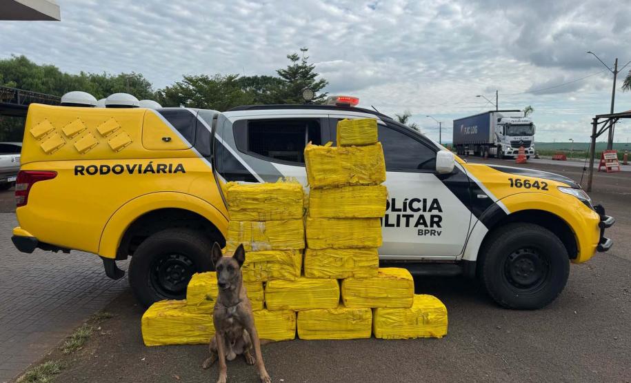 Com aumento de 155%, Paraná bate recorde de apreensão de drogas no 1º trimestre Foto: SESP