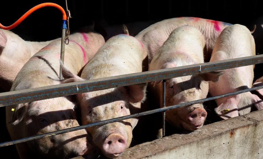 Paraná bate recorde de produção de carne de frango, suína e bovina no 1º trimestre de 2025