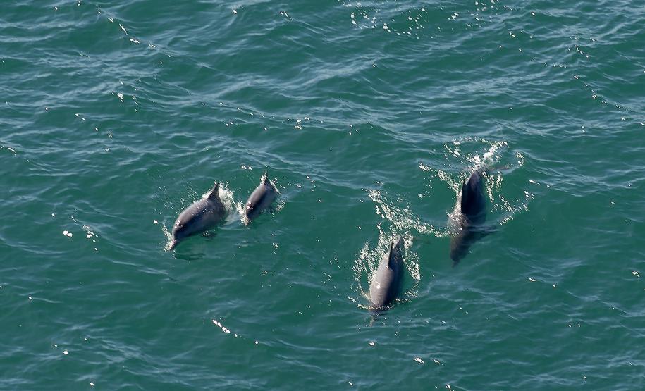 Recuperação de áreas verdes, combate ao desmatamento, cuidados com a água e a fauna e destinação correta dos resíduos sólidos: os indicadores que transformaram o Paraná em referência na proteção ao meio ambiente.