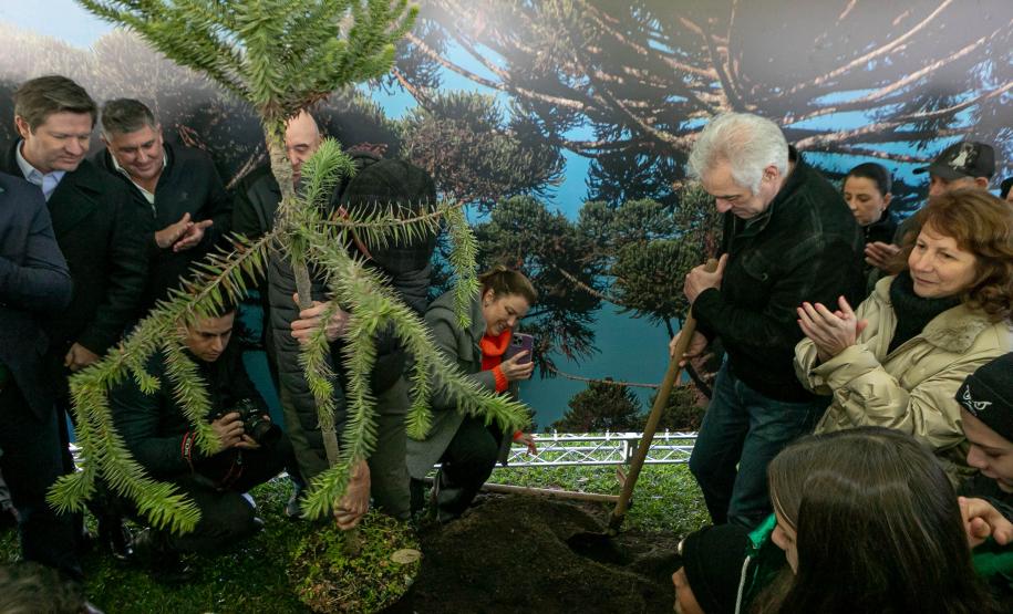Curitiba, 24 de junho de 2025 - O governador em exercício Darci Piana plantou, no Dia Nacional da Araucária, nos jardins do Palácio Iguaçu, uma muda clonada de uma Araucaria angustifolia com cerca de 700 anos. Foto: Roberto Dziura Jr/AEN
