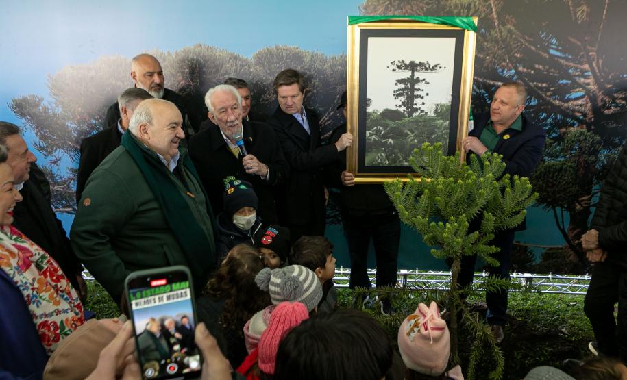 Curitiba, 24 de junho de 2025 - O governador em exercício Darci Piana plantou, no Dia Nacional da Araucária, nos jardins do Palácio Iguaçu, uma muda clonada de uma Araucaria angustifolia com cerca de 700 anos. Foto: Roberto Dziura Jr/AEN
