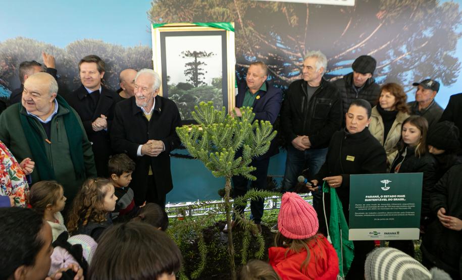 Curitiba, 24 de junho de 2025 - O governador em exercício Darci Piana plantou, no Dia Nacional da Araucária, nos jardins do Palácio Iguaçu, uma muda clonada de uma Araucaria angustifolia com cerca de 700 anos. Foto: Roberto Dziura Jr/AEN