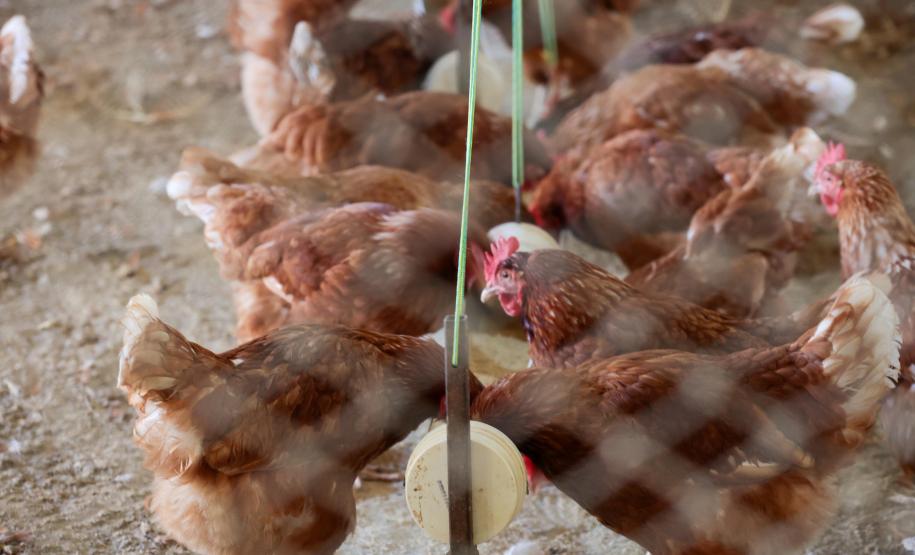 O Programa Renova Paraná, do Governo do Estado, oferece subvenção dos juros para financiamento de sistemas de geração de energia renovável no campo.