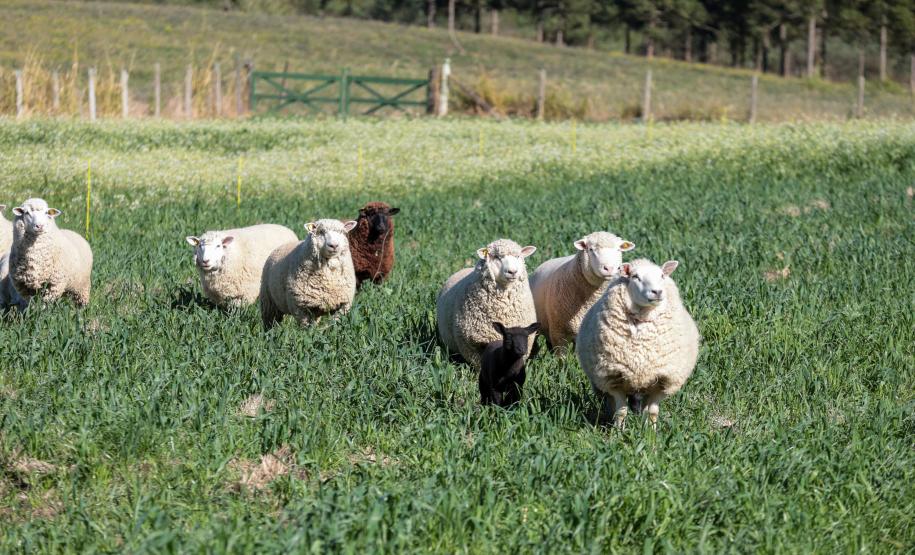 O Programa Renova Paraná, do Governo do Estado, oferece subvenção dos juros para financiamento de sistemas de geração de energia renovável no campo.