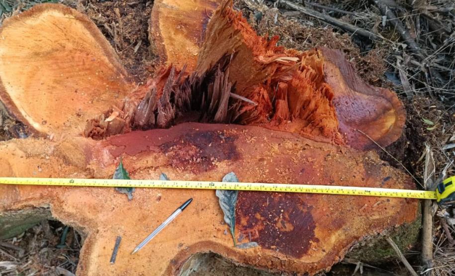 Paraná registra queda de 35,6% nos crimes ambientais contra a flora no 1º semestre