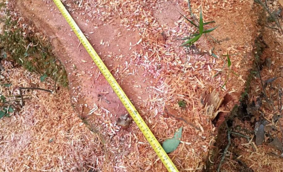 Paraná registra queda de 35,6% nos crimes ambientais contra a flora no 1º semestre