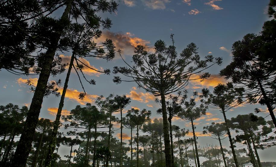 Paraná registra queda de 35,6% nos crimes ambientais contra a flora no 1º semestre