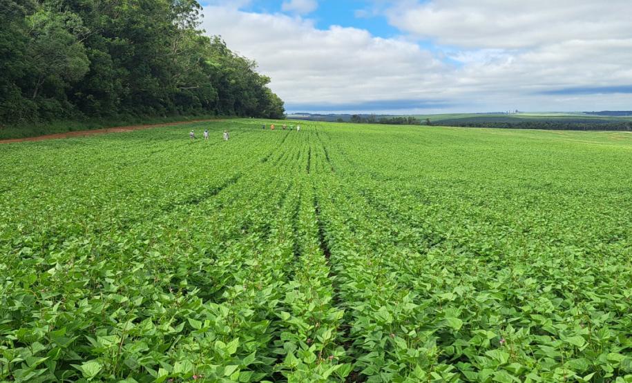 Paraná confirma novo recorde e liderança nacional na produção de feijão: 865 mil toneladas