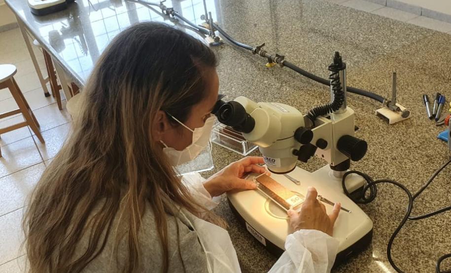 Paraná tem queda de 85% nos casos de dengue em 2025, aponta Secretaria da Saúde