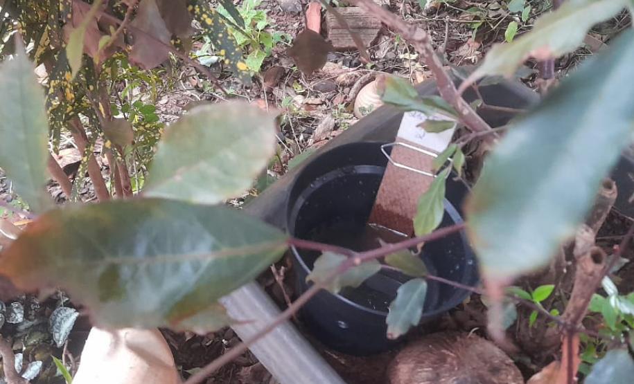 Paraná tem queda de 85% nos casos de dengue em 2025, aponta Secretaria da Saúde