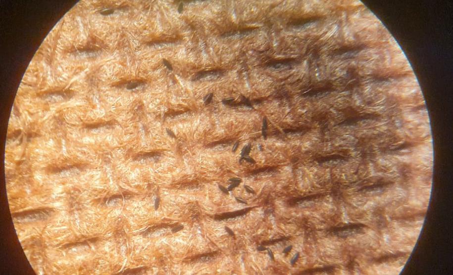 Paraná tem queda de 85% nos casos de dengue em 2025, aponta Secretaria da Saúde