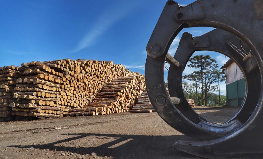 Com alta de 20,7%, Paraná consolida vice-liderança no valor da produção florestal