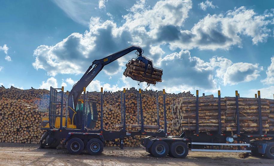 Com alta de 20,7%, Paraná consolida vice-liderança no valor da produção florestal