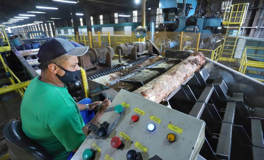 Com alta de 20,7%, Paraná consolida vice-liderança no valor da produção florestal