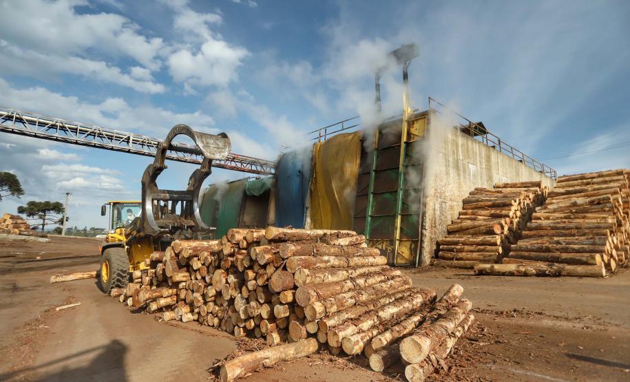 Com alta de 20,7%, Paraná consolida vice-liderança no valor da produção florestal