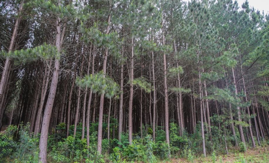 Com alta de 20,7%, Paraná consolida vice-liderança no valor da produção florestal