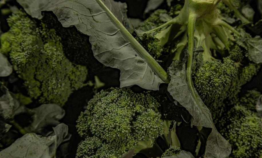 Mais de 17 mil toneladas de alimentos da agricultura familiar abastecem escolas do Paraná anualmente