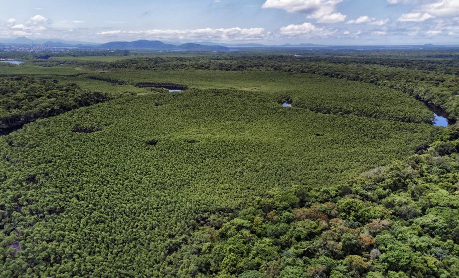 Paraná mais verde: Estado apresentou queda de 73% no desmatamento ilegal da Mata Atlântica entre 2023 e 2024.