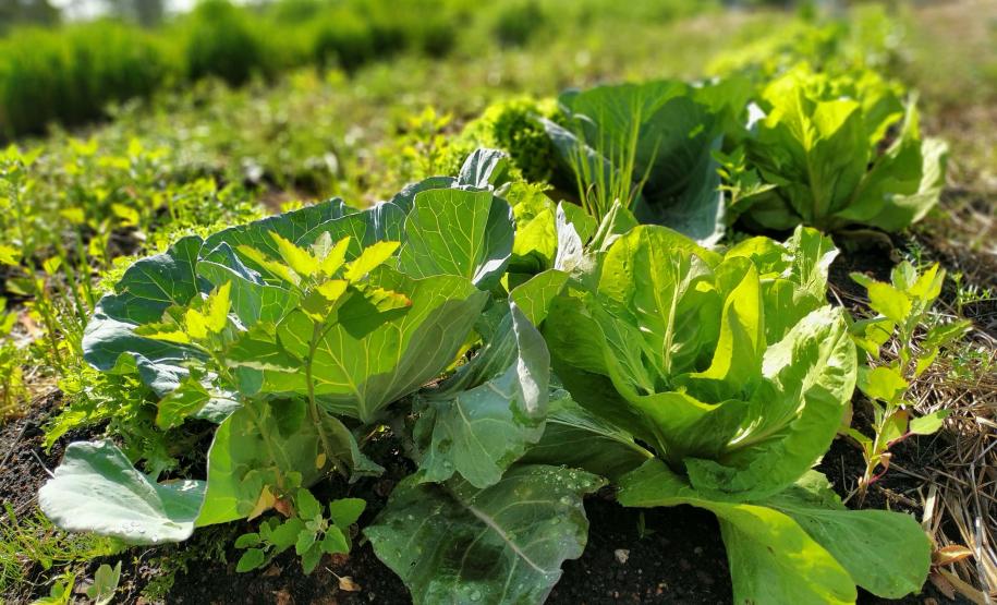 Instituto Água e Terra vai investir R$ 39,1 milhões em projetos de agroecologia em 21 municípios do Paraná.