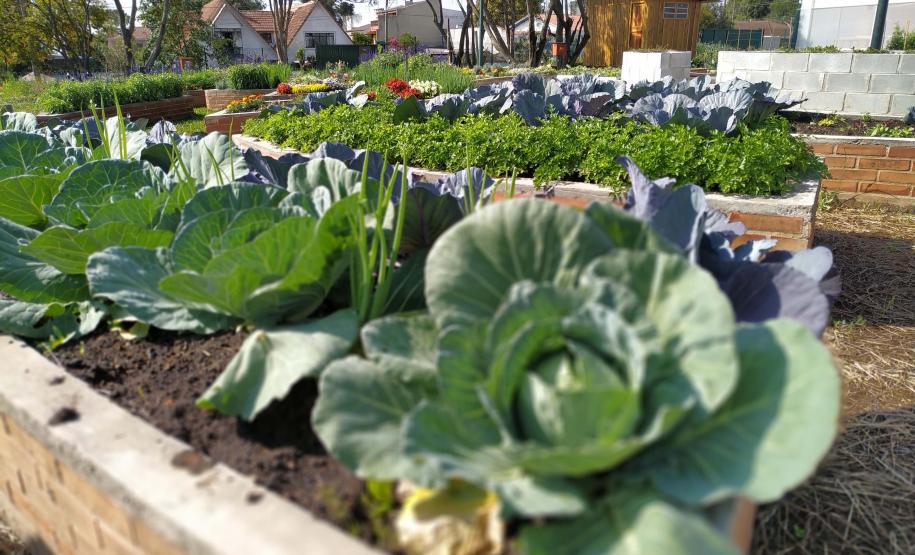Instituto Água e Terra vai investir R$ 39,1 milhões em projetos de agroecologia em 21 municípios do Paraná.